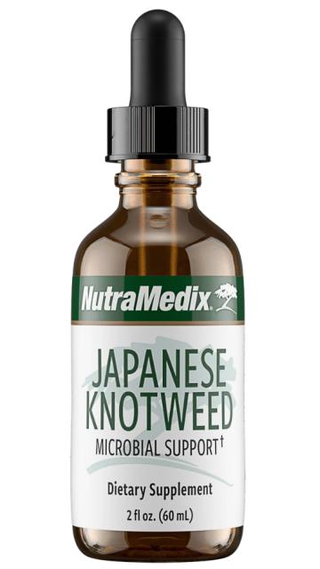 Japanese Knotweed